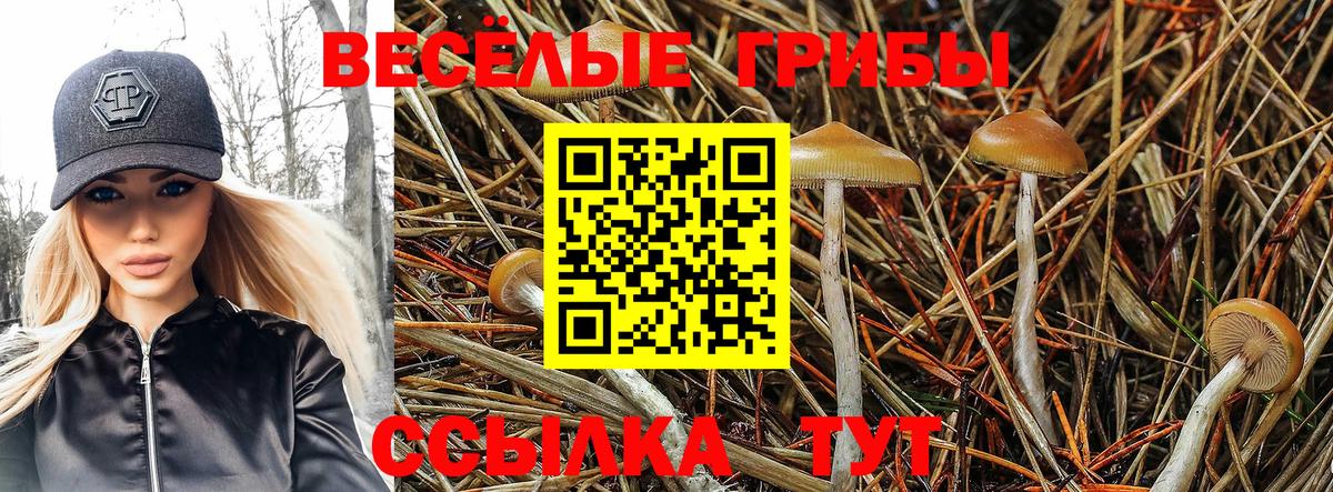 Луга  купить  сайты  Вход с VPN  Псилоцибиновые грибы Psilocybine cubensis 